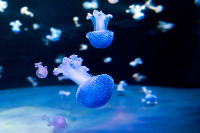 Close-up of jellyfish swimming in aquarium