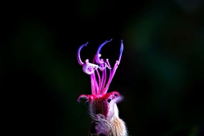 Close-up of purple flower
