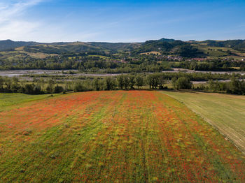 Fields full of poppies in countryside of marecchia valley