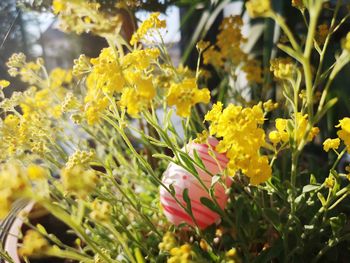 Close-up of yellow flowering plants