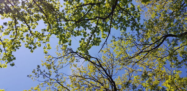 Low angle view of flowering tree against sky