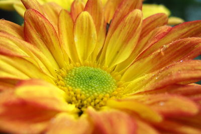 Close-up of yellow flower