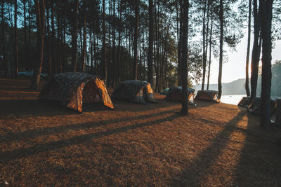 Trees in forest