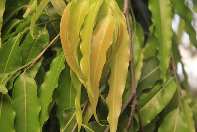 Close-up of flowering plant