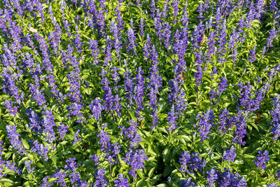 Close-up of purple flowering plants on field