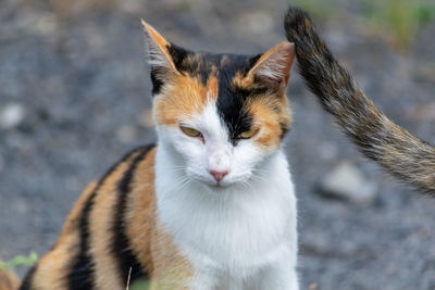 Close-up portrait of cat looking away