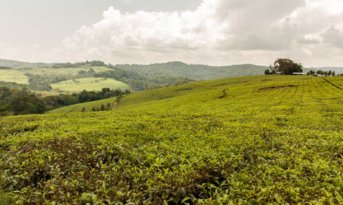 Scenic view of landscape against cloudy sky