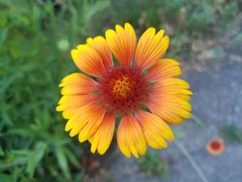 Close-up of yellow flower