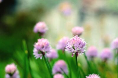 Close-up of pink flowers