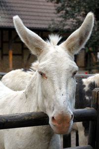 Close-up portrait of a horse