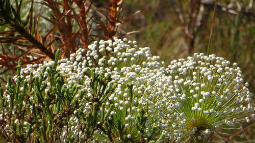 Close-up of plant