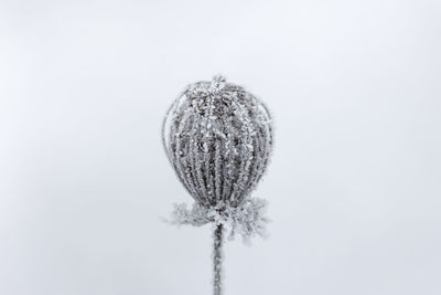 Close-up of snow on plant against sky