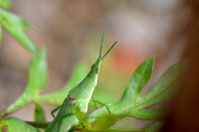 Close-up of fresh green leaves