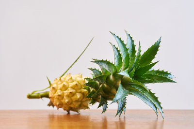 Close-up of vegetables on table against white background