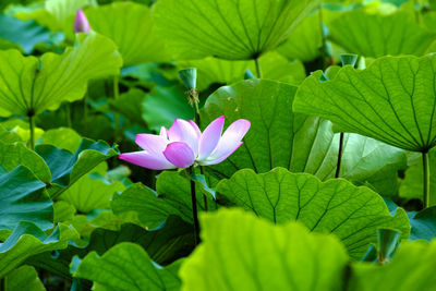 Close-up of purple crocus flowers