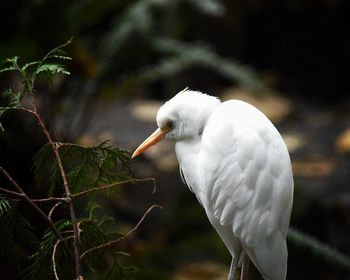 Close-up of egret in oregon zoo