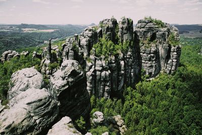 Plants growing on rock