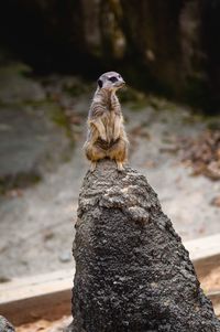 Lizard on rock