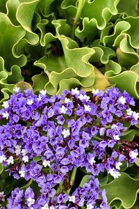Close-up of purple flowering plants