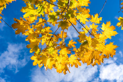 Low angle view of yellow tree against blue sky