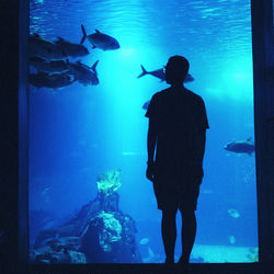 View of fish swimming in aquarium