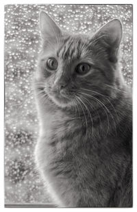 Close-up portrait of cat