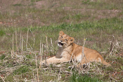 Cat relaxing in a field