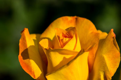 Close-up of yellow rose plant