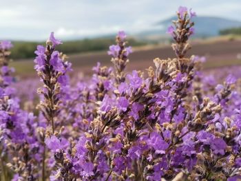 Close-up of purple flowering plants on field