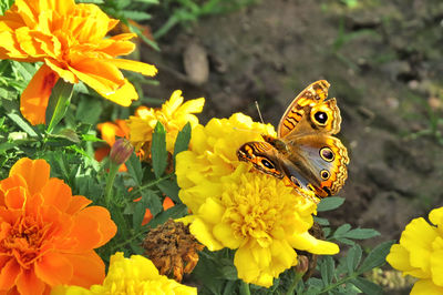 Close-up of butterfly perching on yellow flower