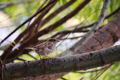 Low angle view of bird perching on tree