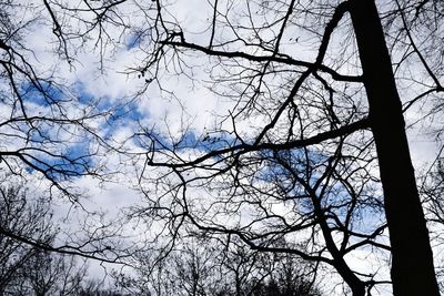 Low angle view of trees against sky