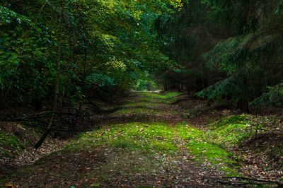 Trail amidst trees in forest