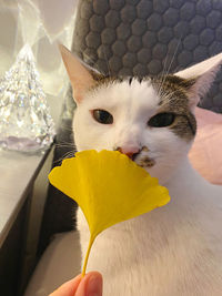 Cropped image of person holding cat
