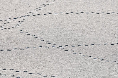 Bird footprints and traces of birds on white snow, close-up. winter background.