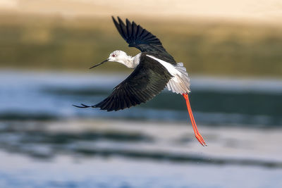 Bird flying over sea