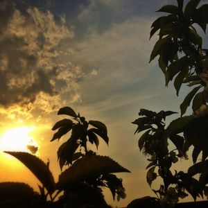 Low angle view of trees against sky at sunset