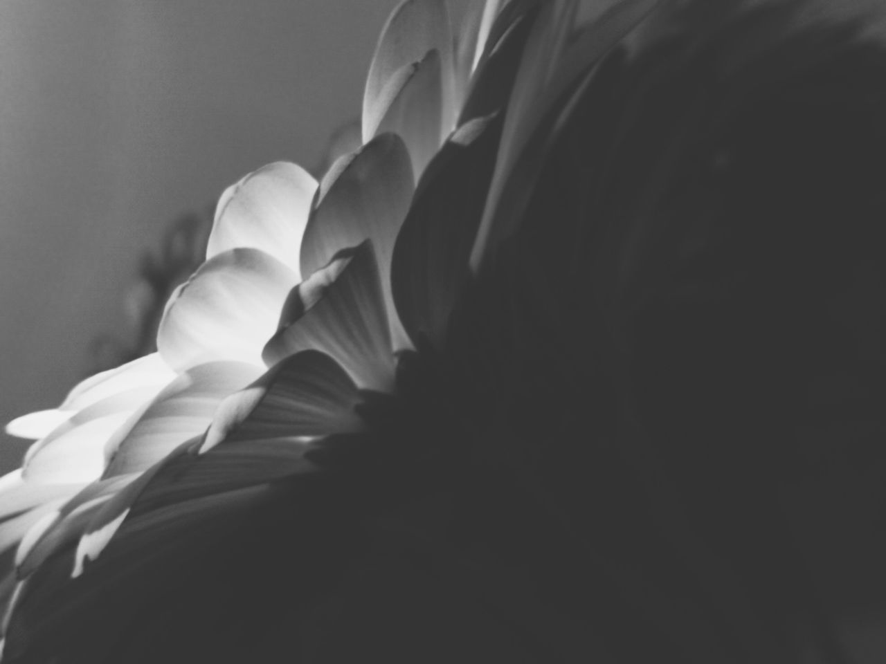 CLOSE-UP OF PEOPLE ON WHITE BACKGROUND