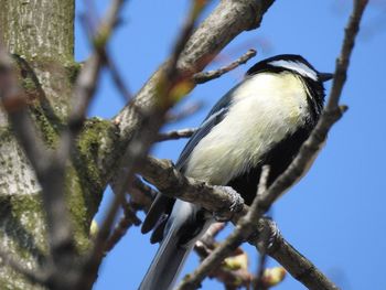 Low angle view of bird perching on tree against sky