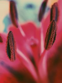 Close-up of red flower