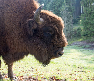 Close-up of a horse on field