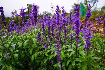 Close-up of purple flowering plants on field