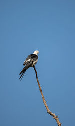 Swallow-tailed kite perches high in a tree and preens his feathers in the corkscrew swamp sanctuary 