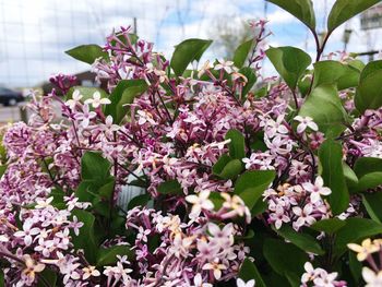 Close-up of pink flowering plant