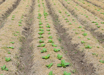 High angle view of corn field