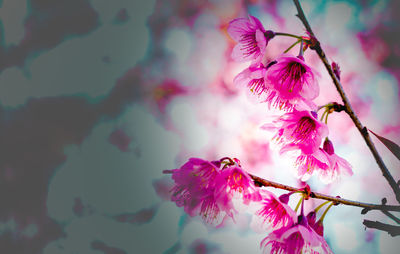 Low angle view of pink flowers on branch