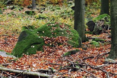 Close-up of tree trunk in forest during autumn