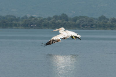 Seagull flying over sea