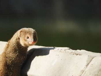 Close-up of a mongoose on rock