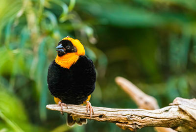 The southern red bishop or red bishop euplectes orix is a small passerine bird